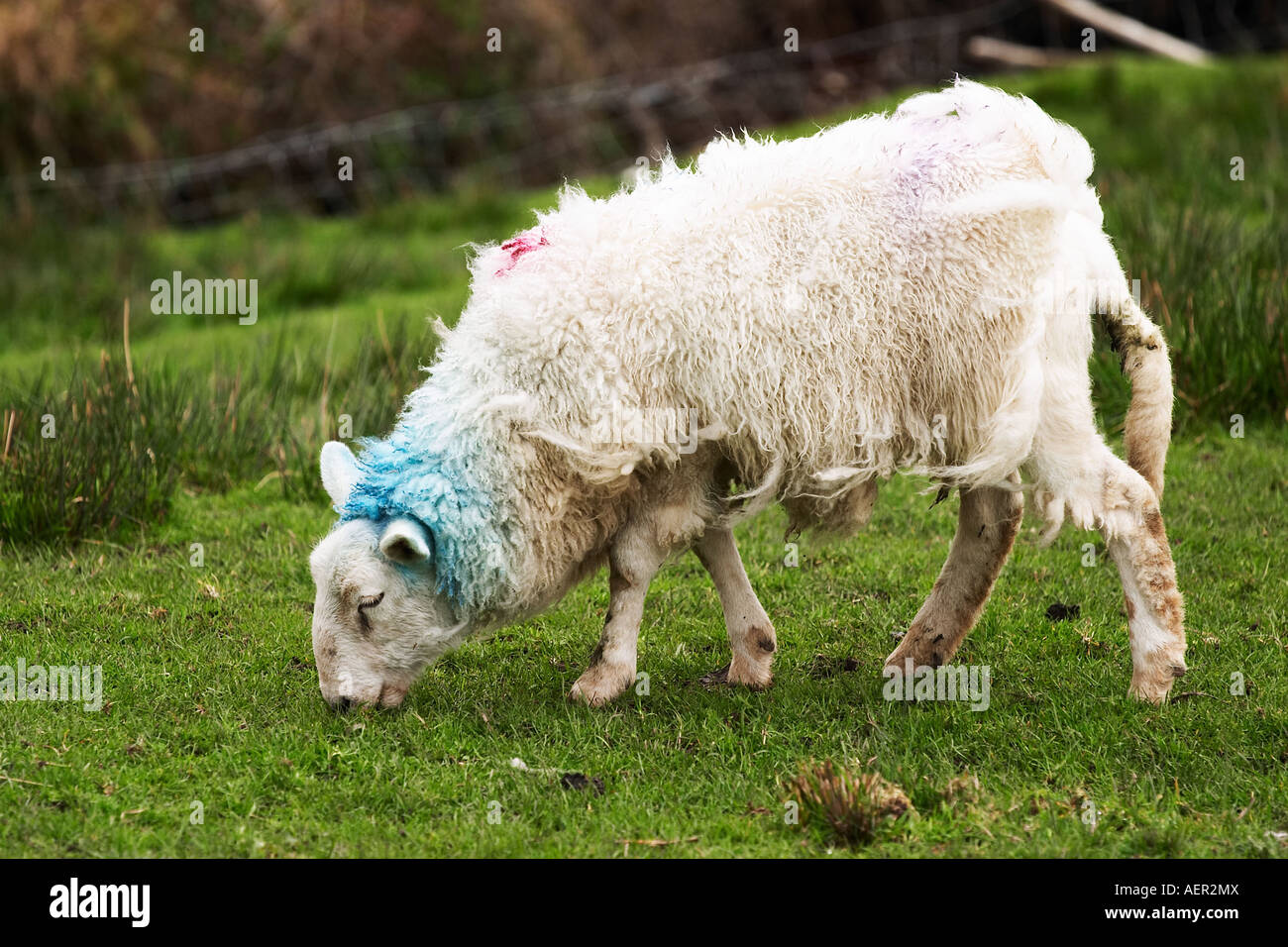 Sheep are funneled through gates to go to the auction ring, Kendal UK Stock  Photo - Alamy