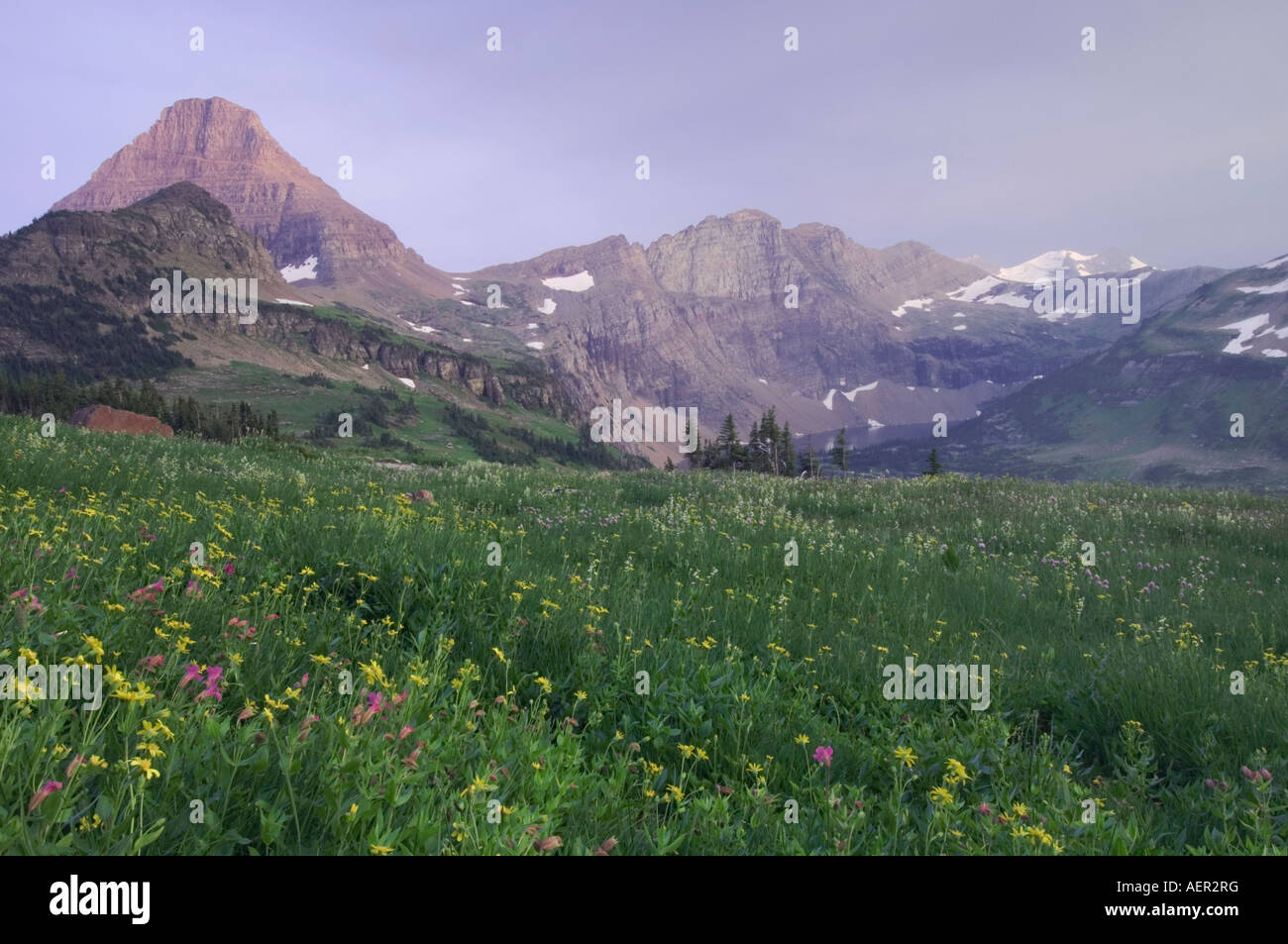 Wildflowers at sunset hi-res stock photography and images - Alamy
