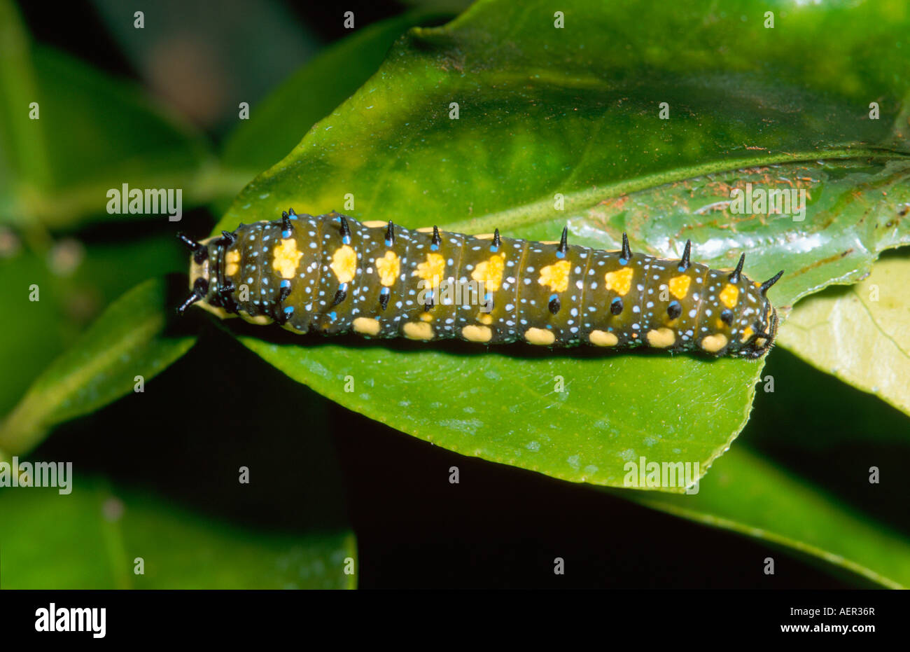 Small citrus butterfly larva Stock Photo Alamy