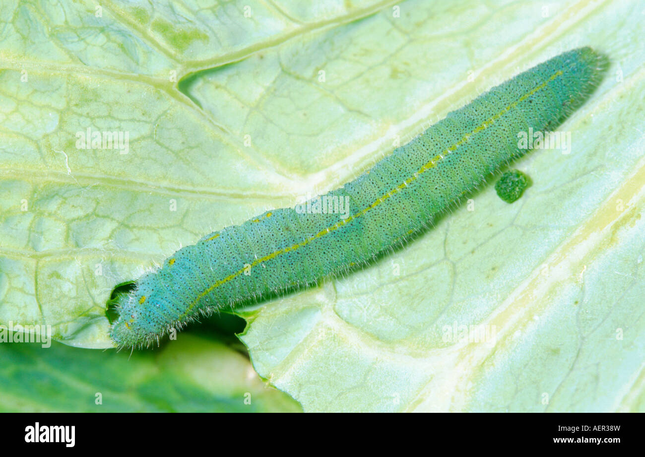Cabbage white butterfly larva Stock Photo