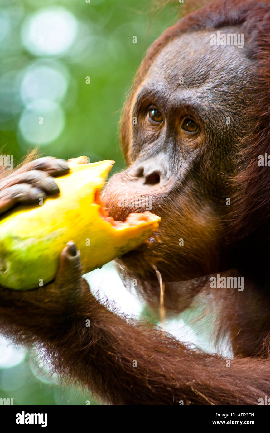 Orangutan in The Wild At Semenggoh Wildlife Rehabilitation Centre, Kuching, Sarawak, Borneo, Malaysia Stock Photo