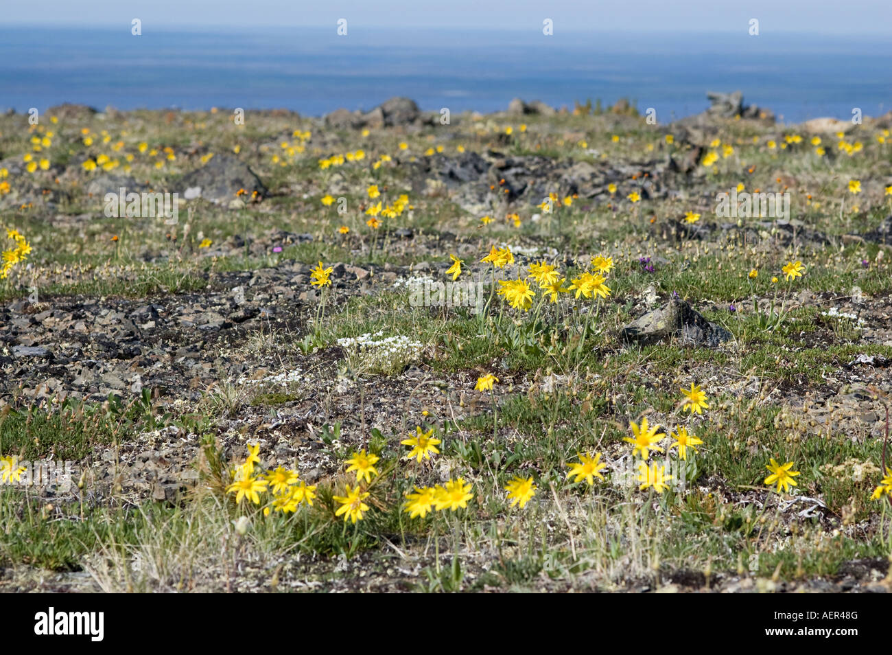 Flowering mountain tundra Stock Photo