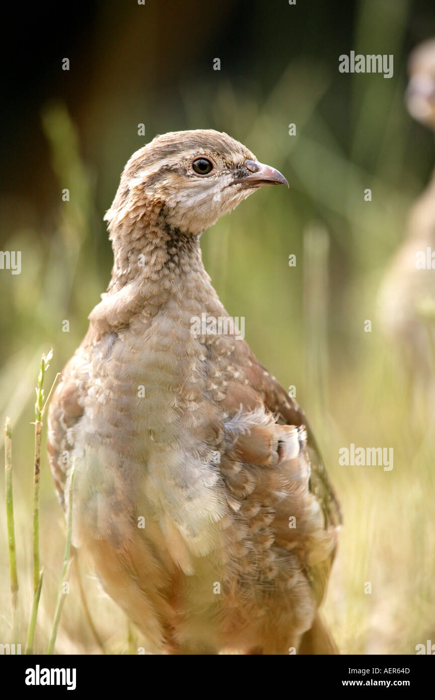 Red Legged Partridge Poult Stock Photo Alamy