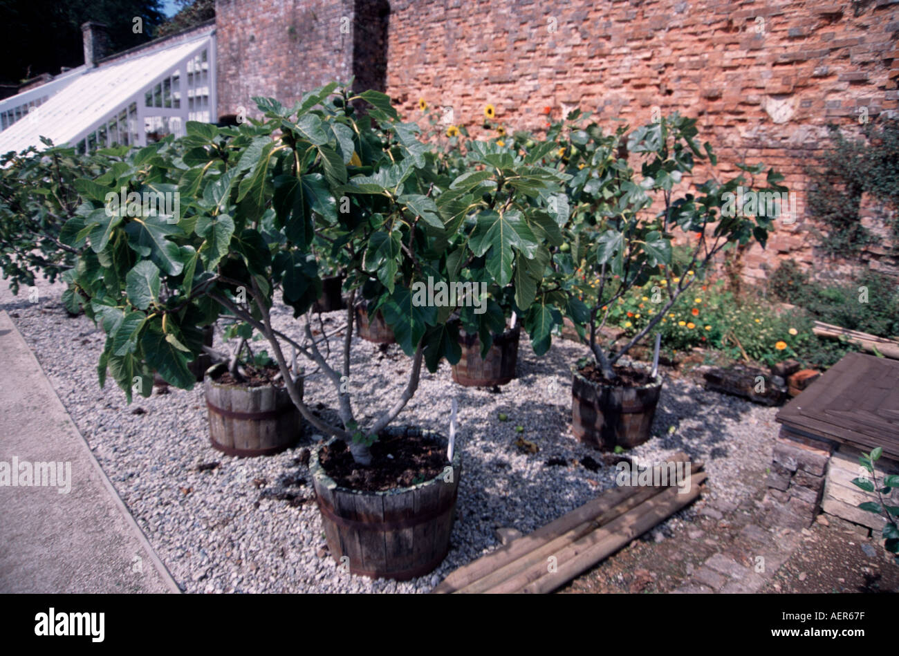 fig trees grow in pots at the Lost Gardens of Heligan in Cornwall Stock