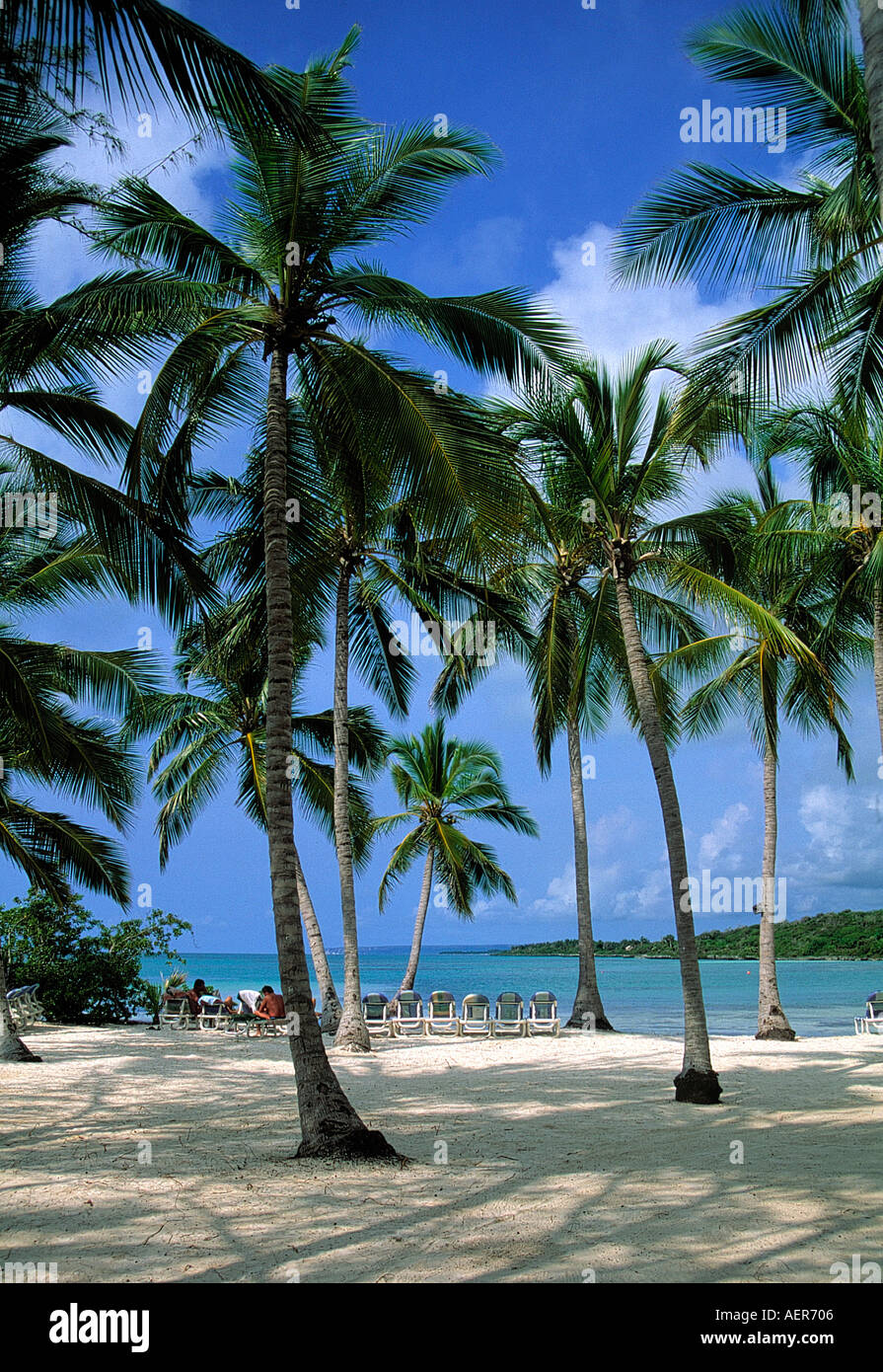 coconut palmtrees and beach near village of punta cana dominican republic archipelago of the