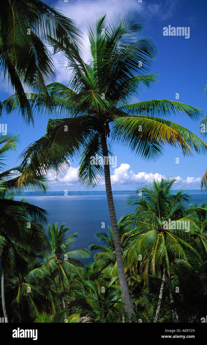 coconut palmtree grove samana peninsula dominican republic archipelago