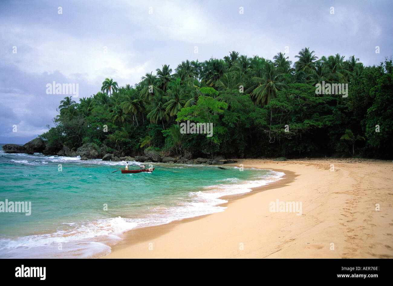 coconut palmtree grove dominican republic archipelago of the greater