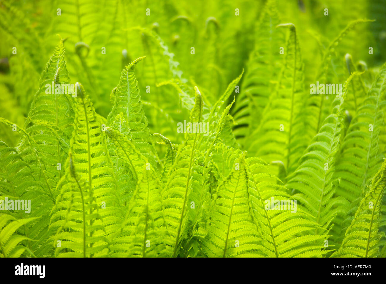 Green fern leaves in the springtime Dryopteris filix mas Stock Photo