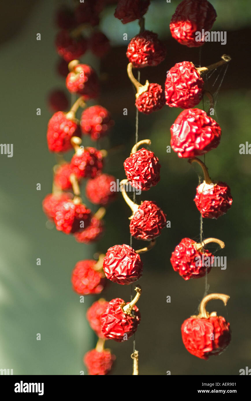 Tuscany Italy Red Hot chilli peppers hanging out to dry in the italian ...