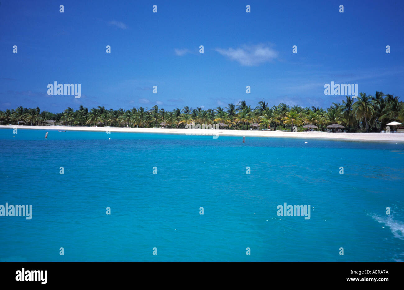 palmtrees at beach island of antigua archipelago of the lesser antilles caribbean Stock Photo