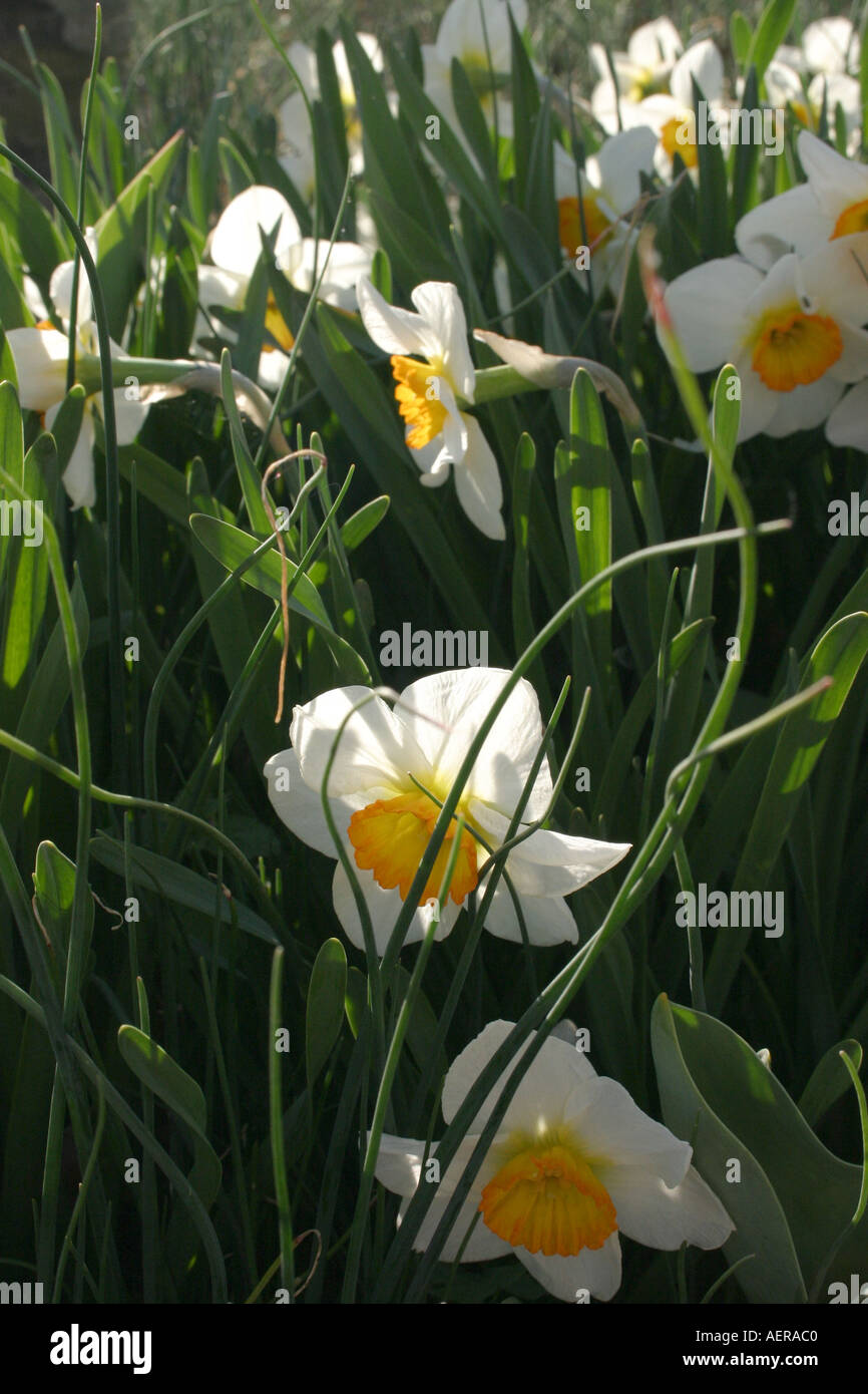 Daffodils growing wild Stock Photo Alamy