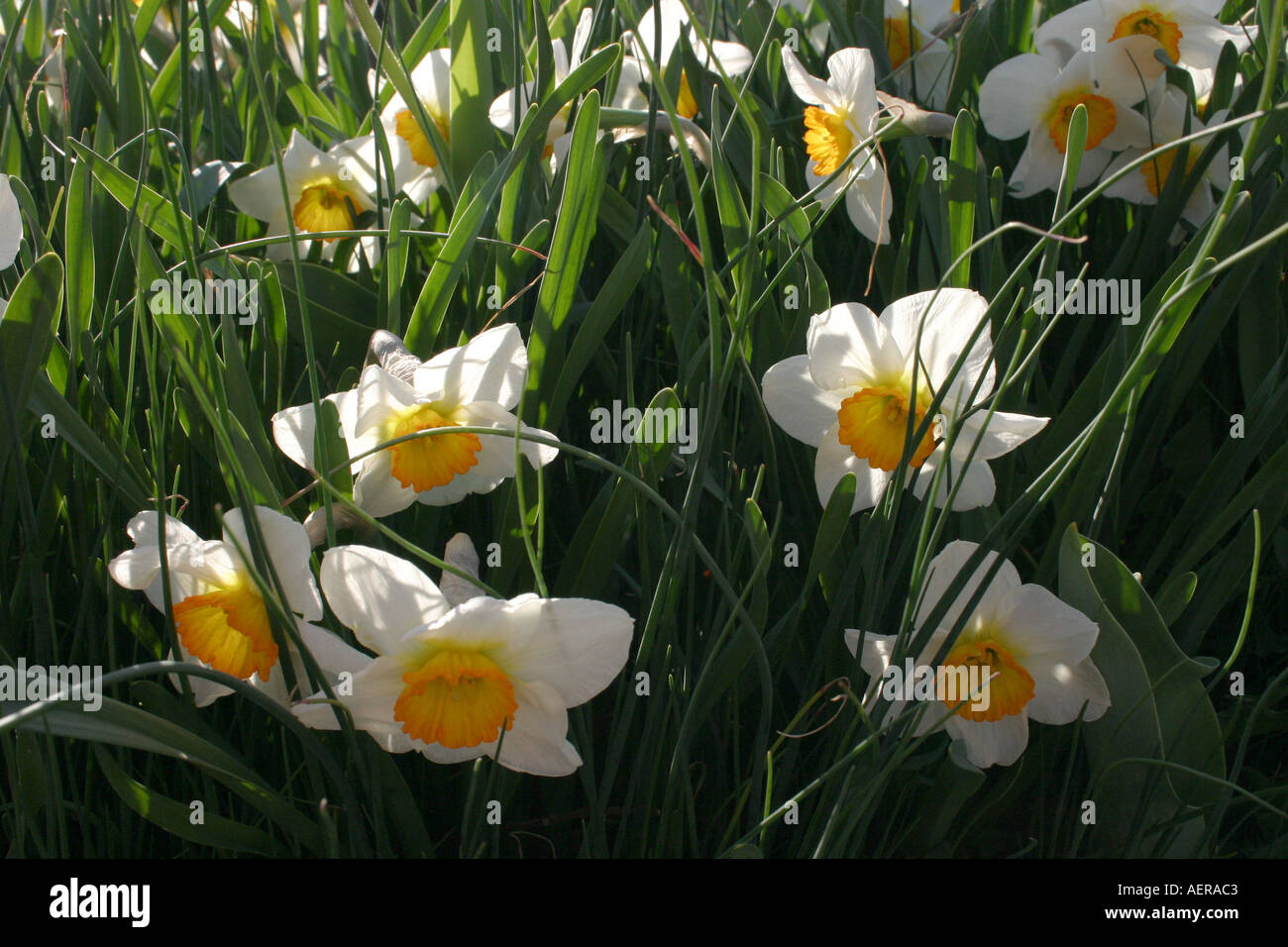 Daffodils growing wild Stock Photo Alamy