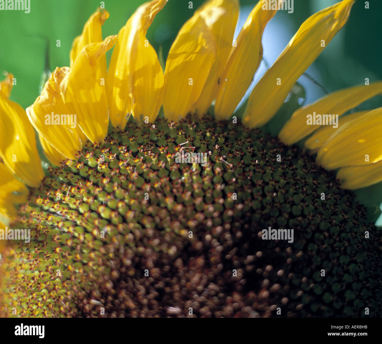 sunflower head ready for harvesting Stock Photo