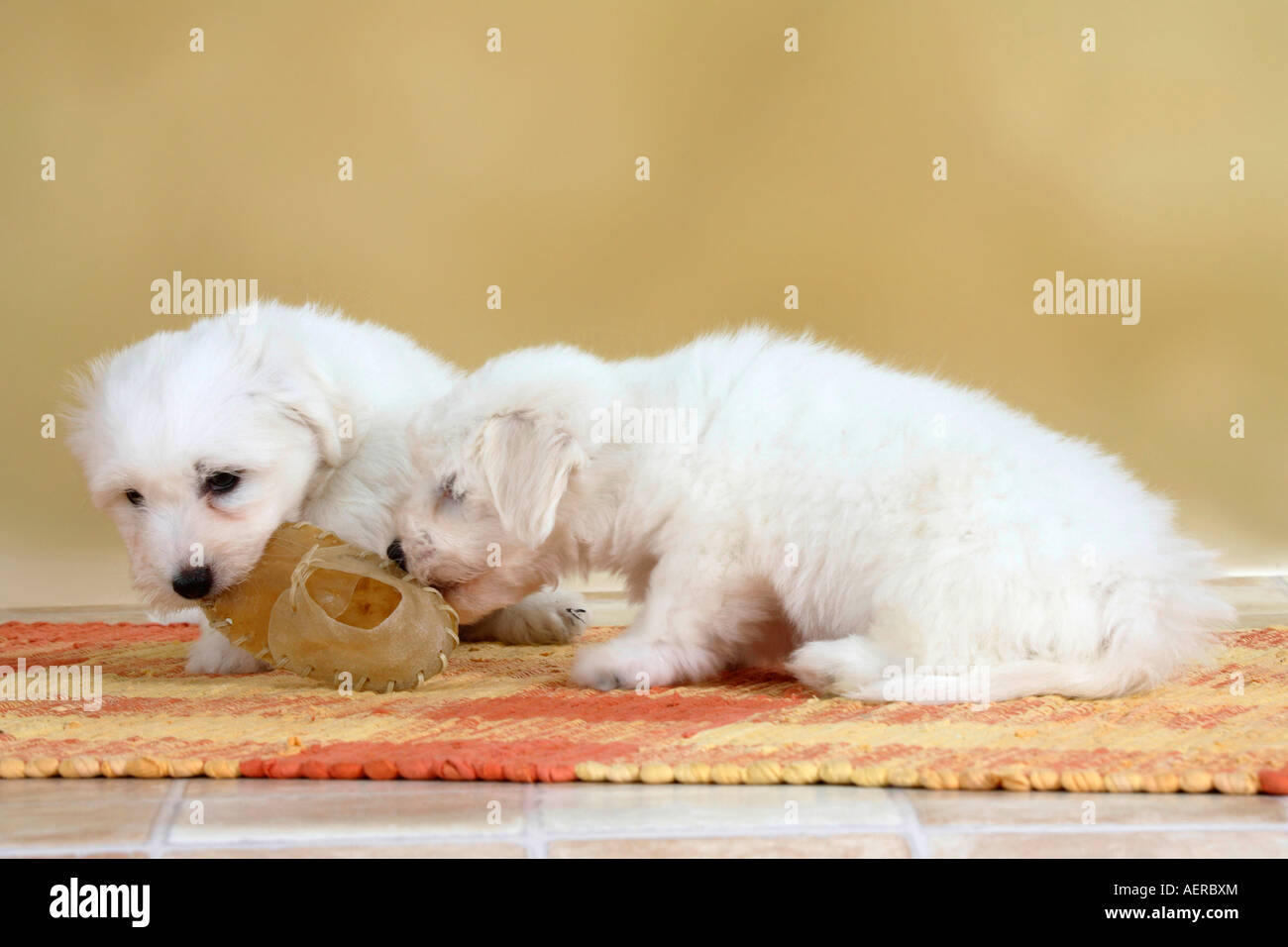 Coton de Tulear puppies 8 weeks with chewing toy Stock Photo Alamy