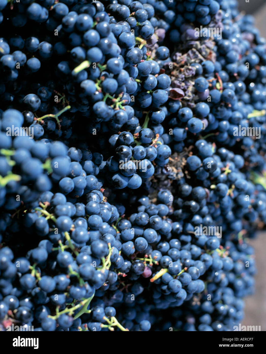 french wine industry Stock Photo - Alamy