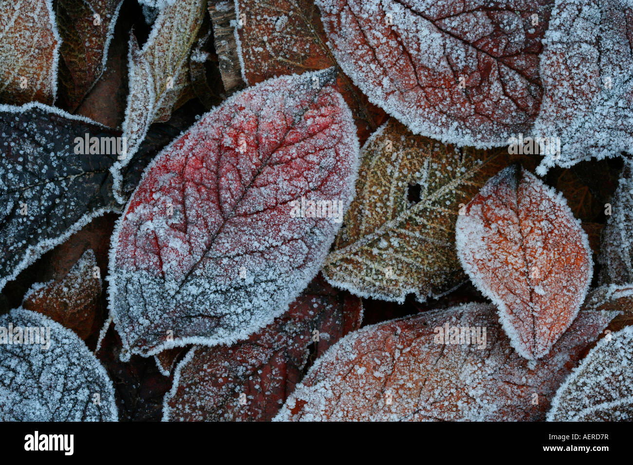 Cotoneaster leaves with frost Stock Photo