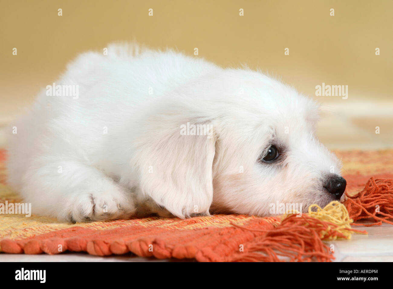 Coton de Tulear puppy 8 weeks Stock Photo Alamy