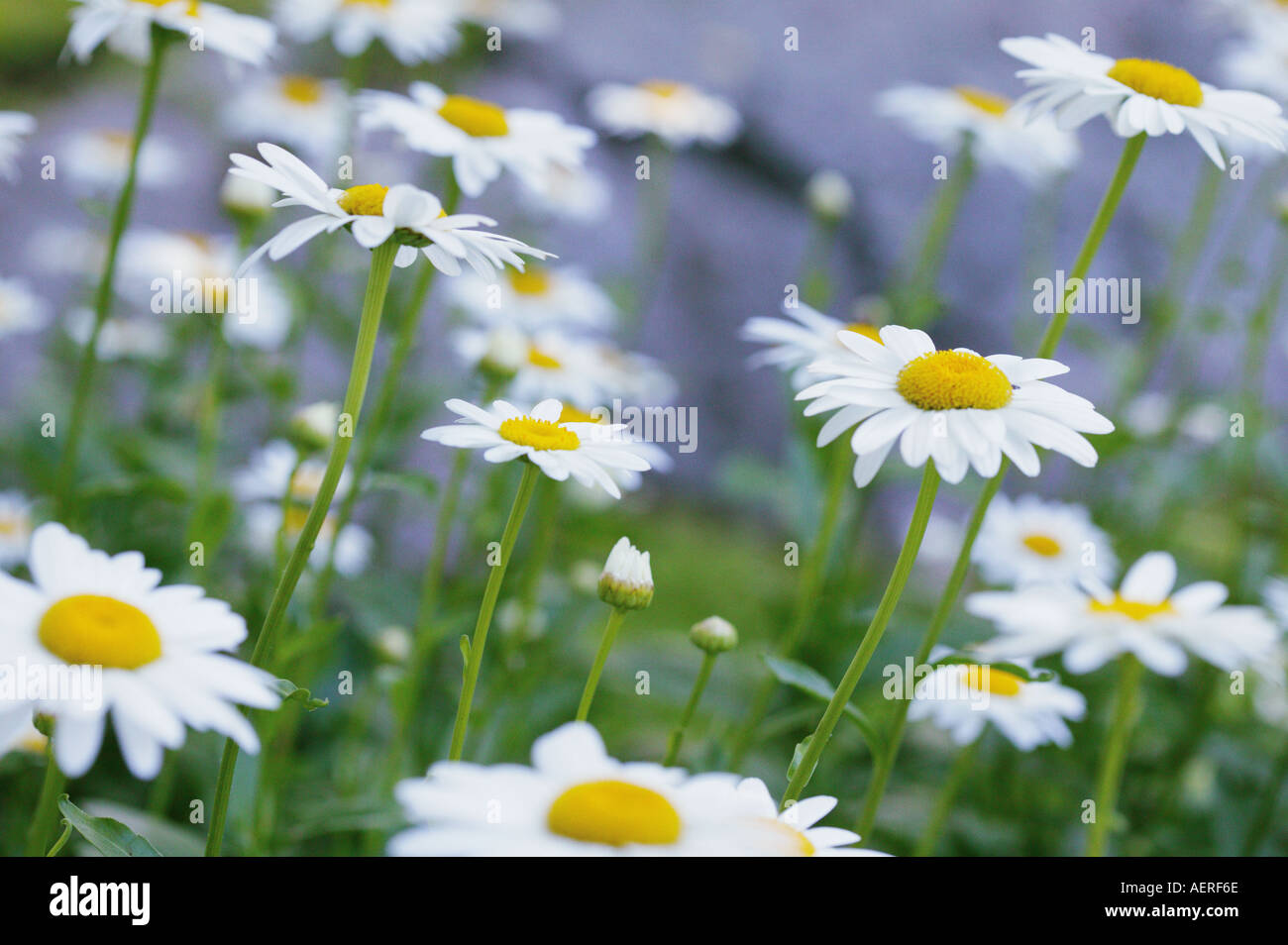 Field on chamomile flowers in full bloom Stock Photo Alamy