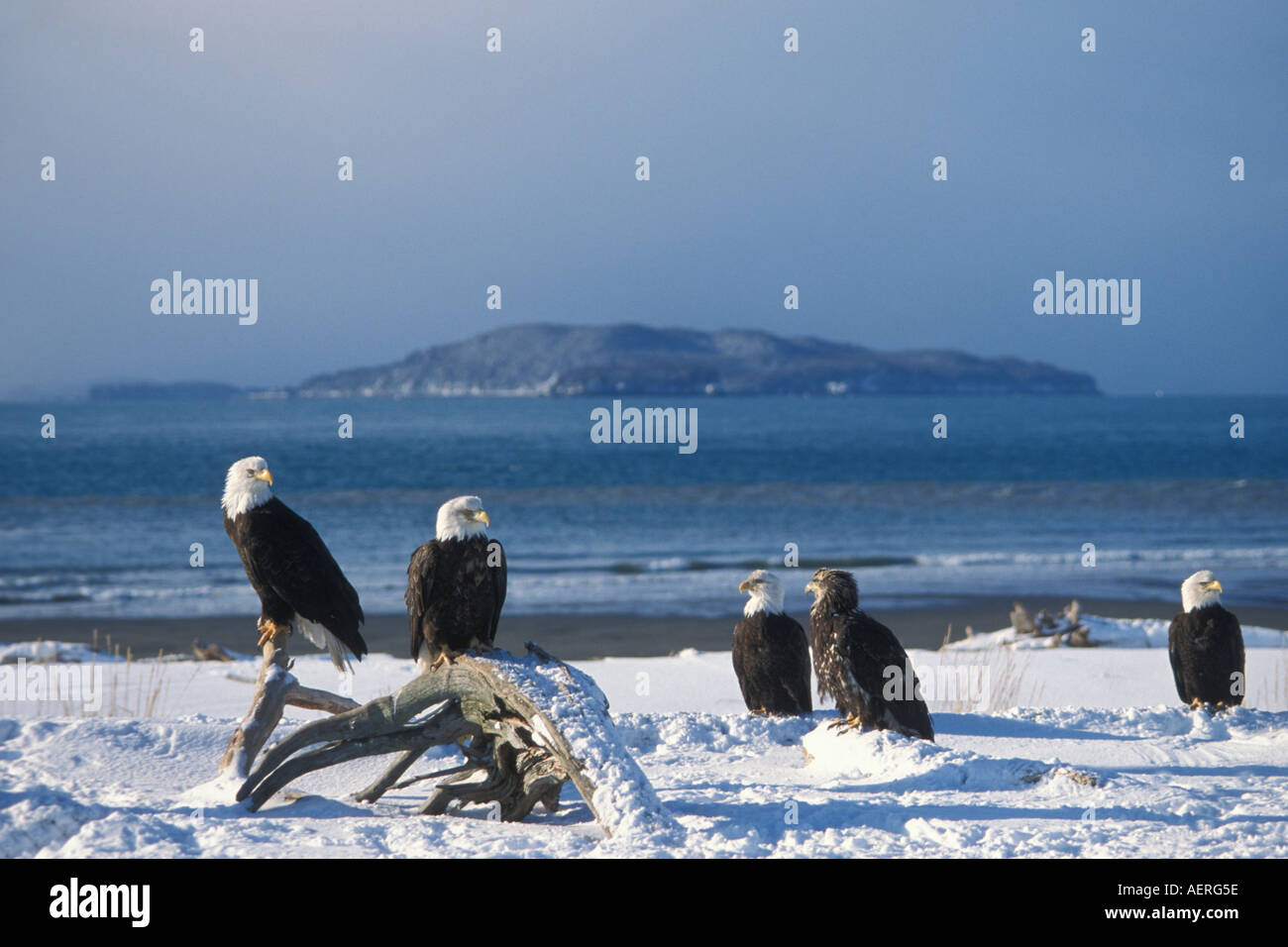 bald eagles Haliaeetus leucocephalus on a snowy beach in Kachamak Bay Alaska Stock Photo
