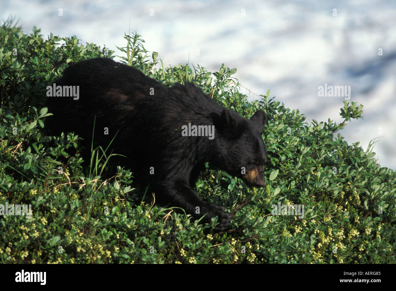 Black bear Ursus americanus Exit glacier in Kenai Fjords National Park southcentral Alaska Stock Photo