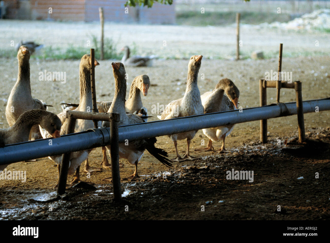 geese being fed on a goose farm, Stock Photo