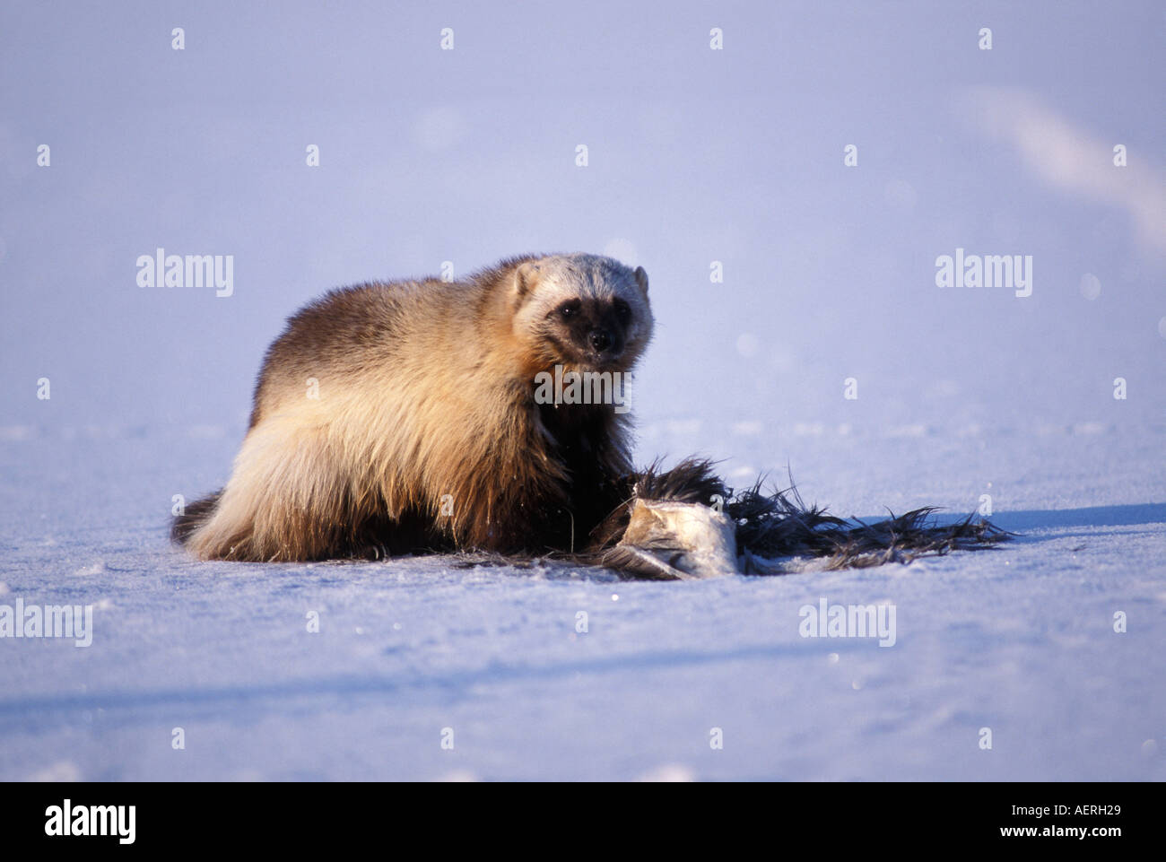 Gulo Rang Wolverine range hi-res stock photography and images - Alamy