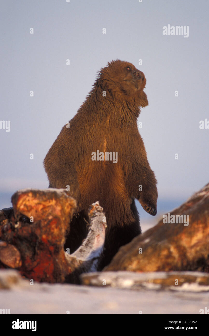grizzly-bear-ursus-horribils-brown-bear-ursus-arctos-sow-scavenging-on