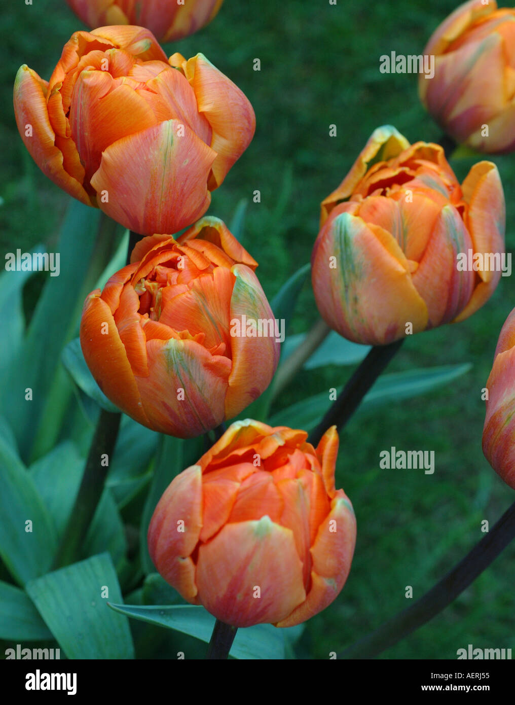 Tulipa Orange Princess Stock Photo