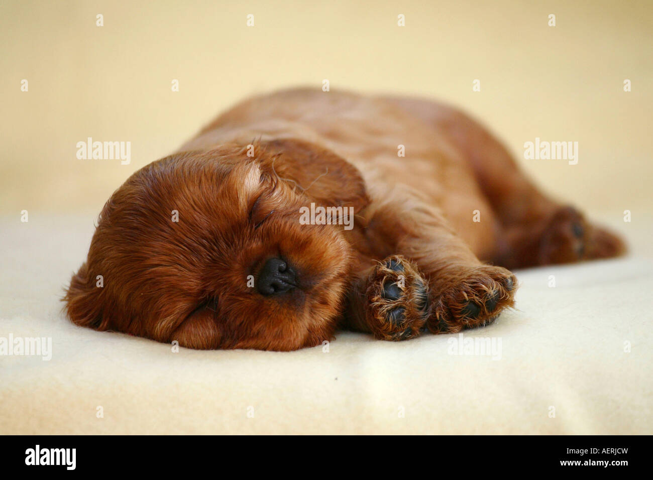 Cavalier King Charles Spaniel puppy ruby 5 weeks Stock Photo