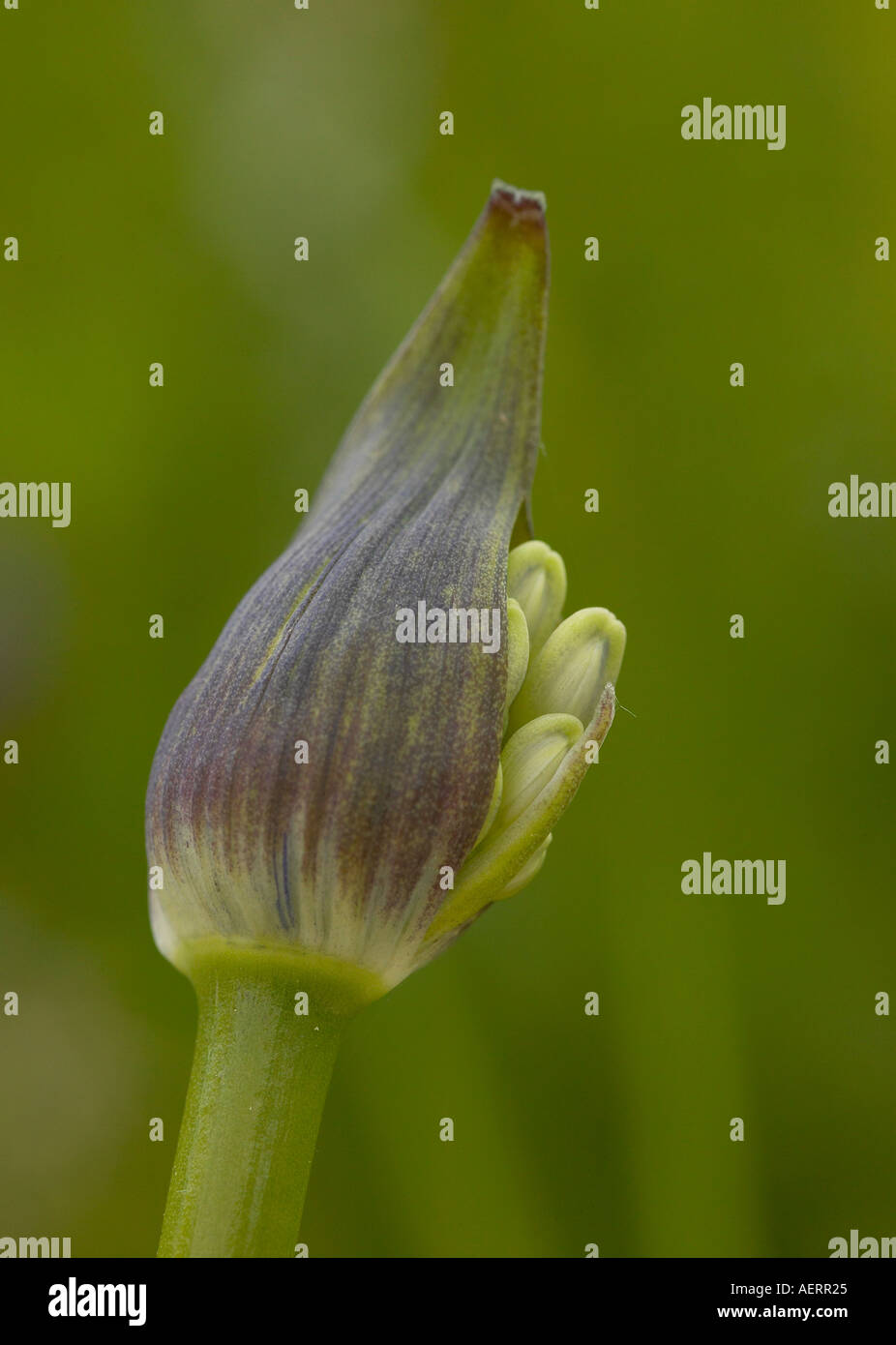 A single Agapanthus (Headbourne Hybrid) bud in Spring in a Sussex garden. Stock Photo