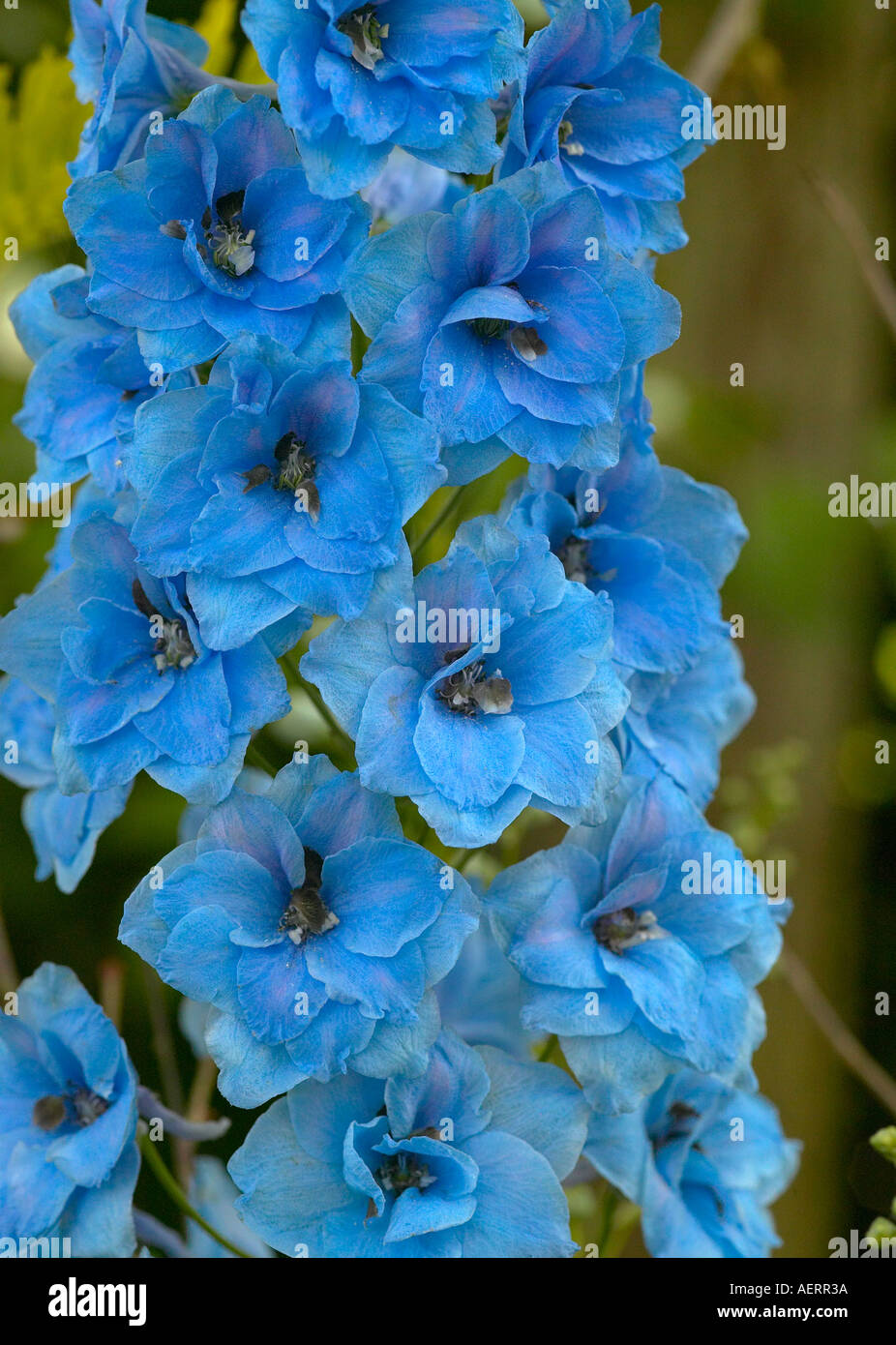 Blue Delphinium flower spike Delphinium 'Blue Jay' in bloom in Sussex, England. Stock Photo