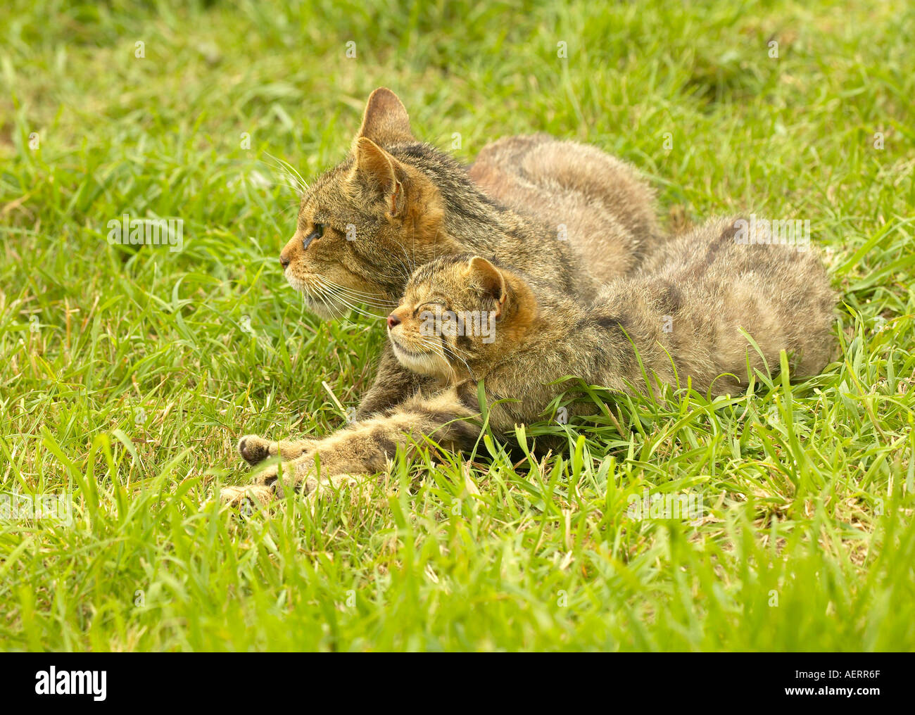 Scottish Wildcat kitten (Felis sylvestris) stretching alongside its