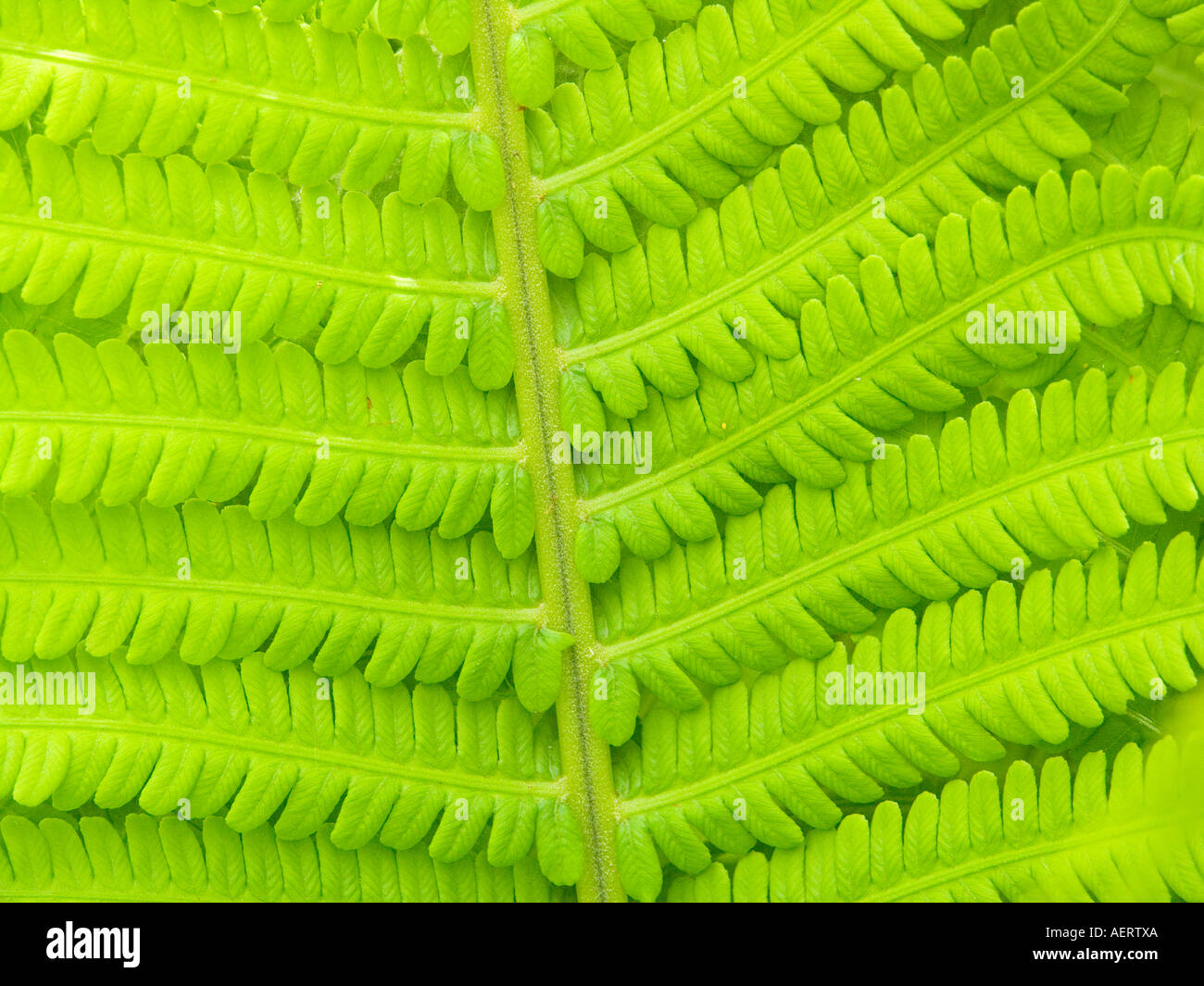 Green fern leaf close up in the springtime Dryopteris filix mas Stock Photo