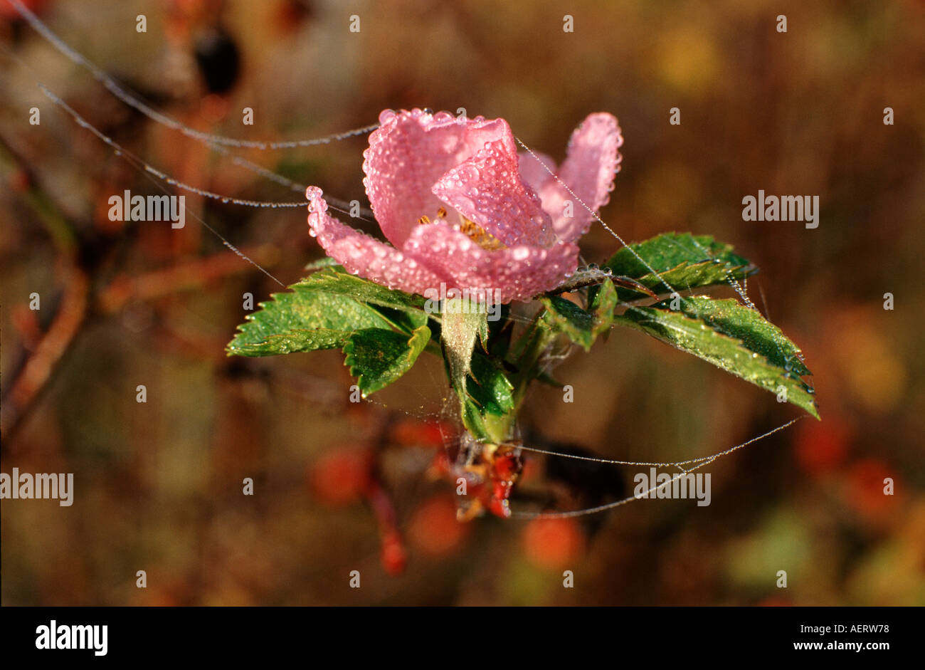 Rose with morning dew Stock Photo