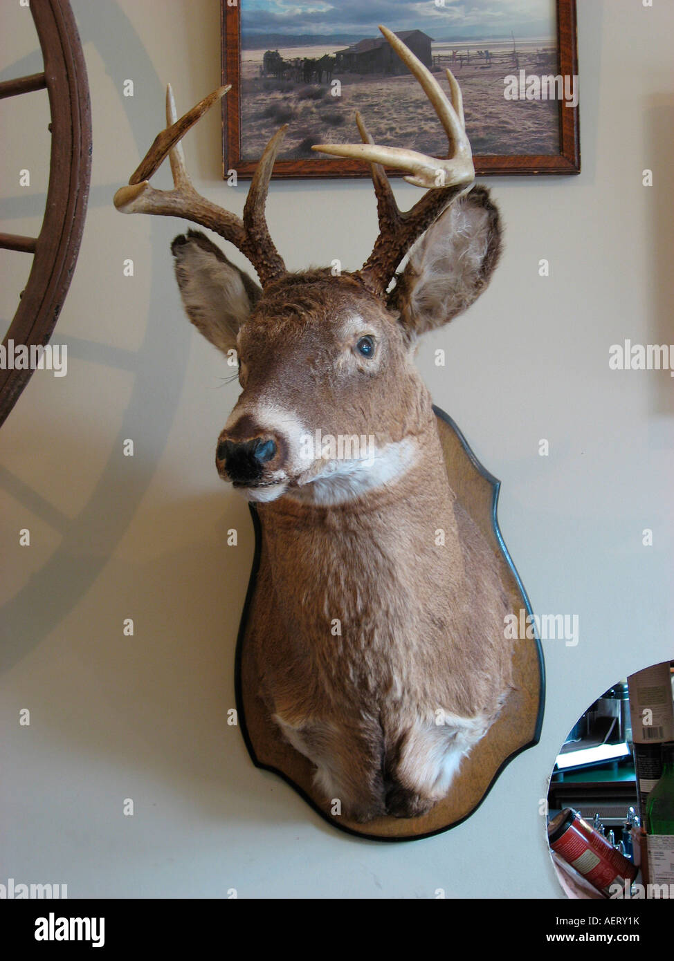 deer head on wall Stock Photo Alamy