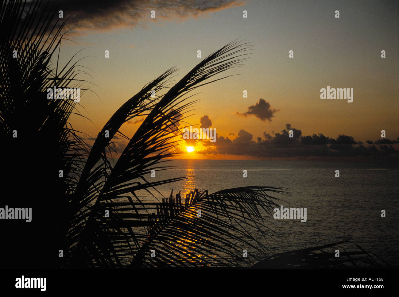 palmtree at sunset Stock Photo
