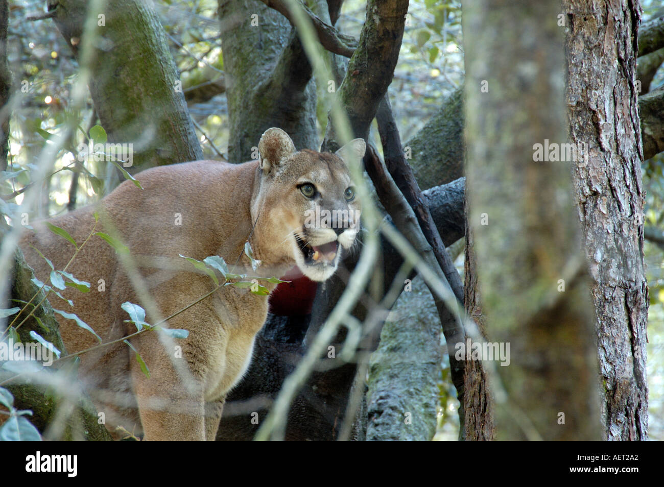Cougar in a tree Stock Photo Alamy