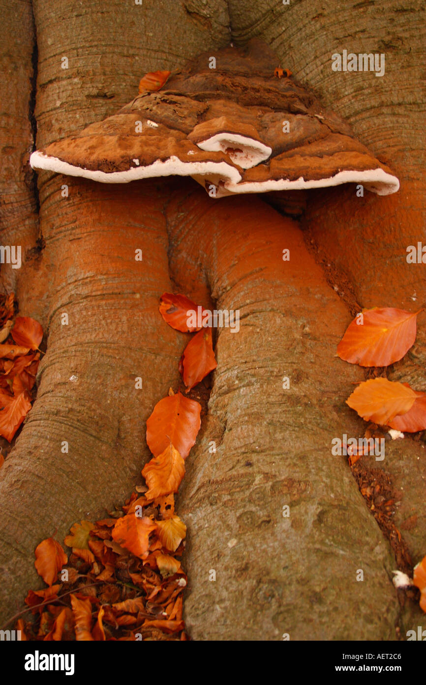 Artist's Fungus Ganoderma Adspersum on Beech tree with autumn leaves and spores visible Stock Photo