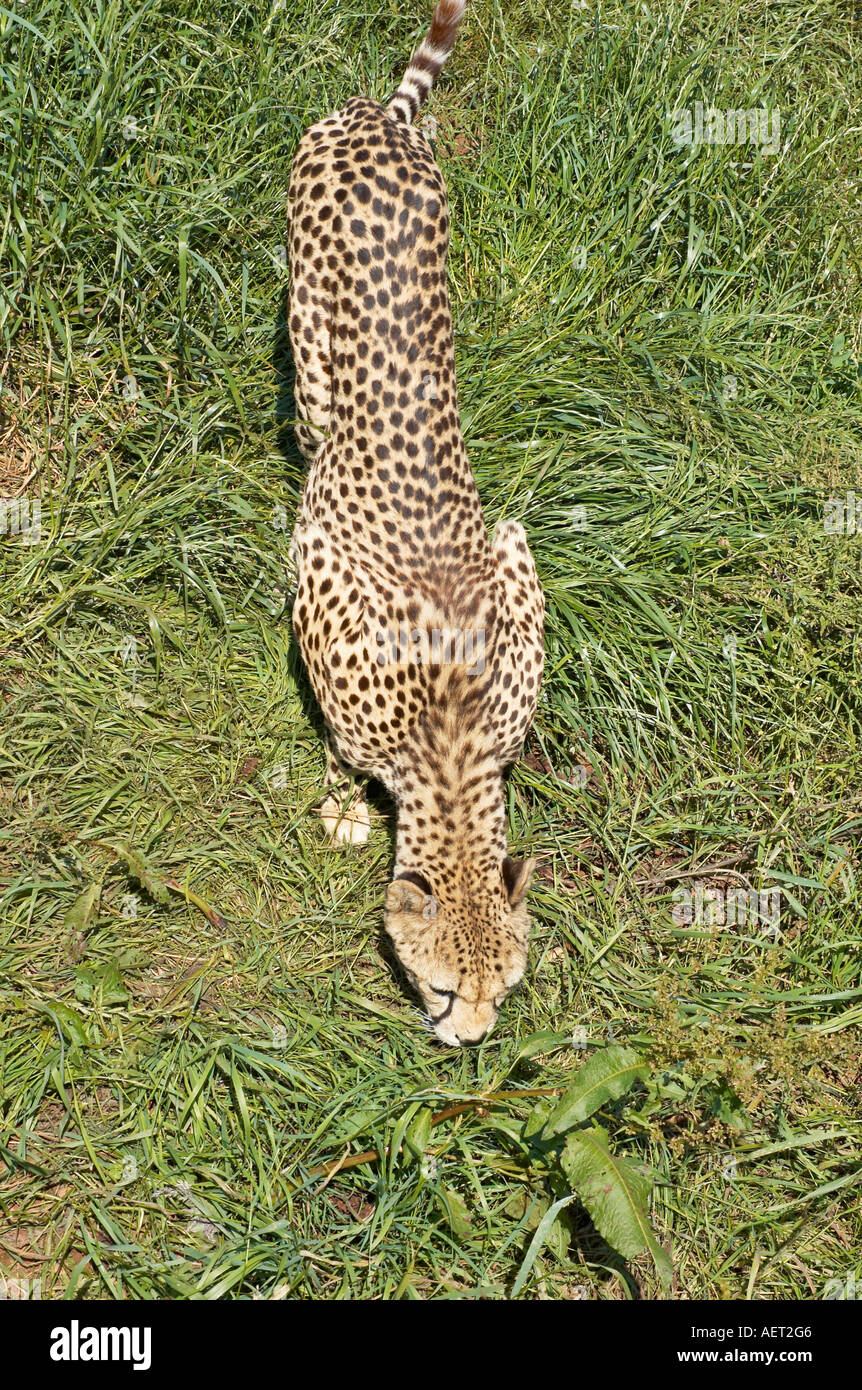 Cheetah camouflage camouflaged hi-res stock photography and images