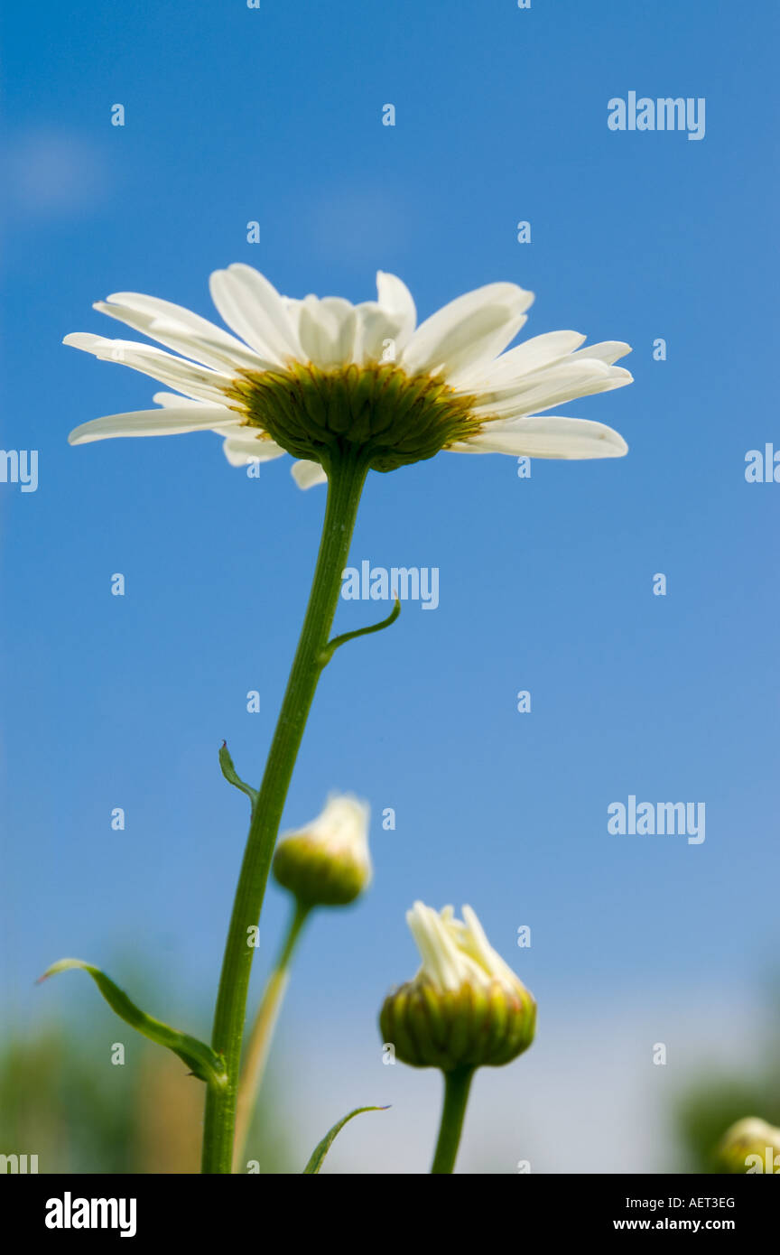 Common daisy (bellis perennis) against blue sky Stock Photo