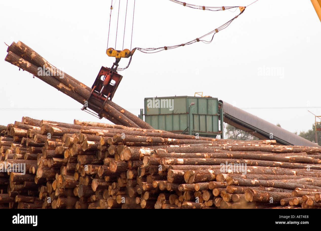Machine loads timber at plant in Florence South Carolina USA Stock Photo