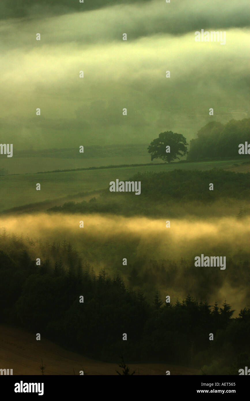 Tree in misty landscape hi-res stock photography and images - Alamy