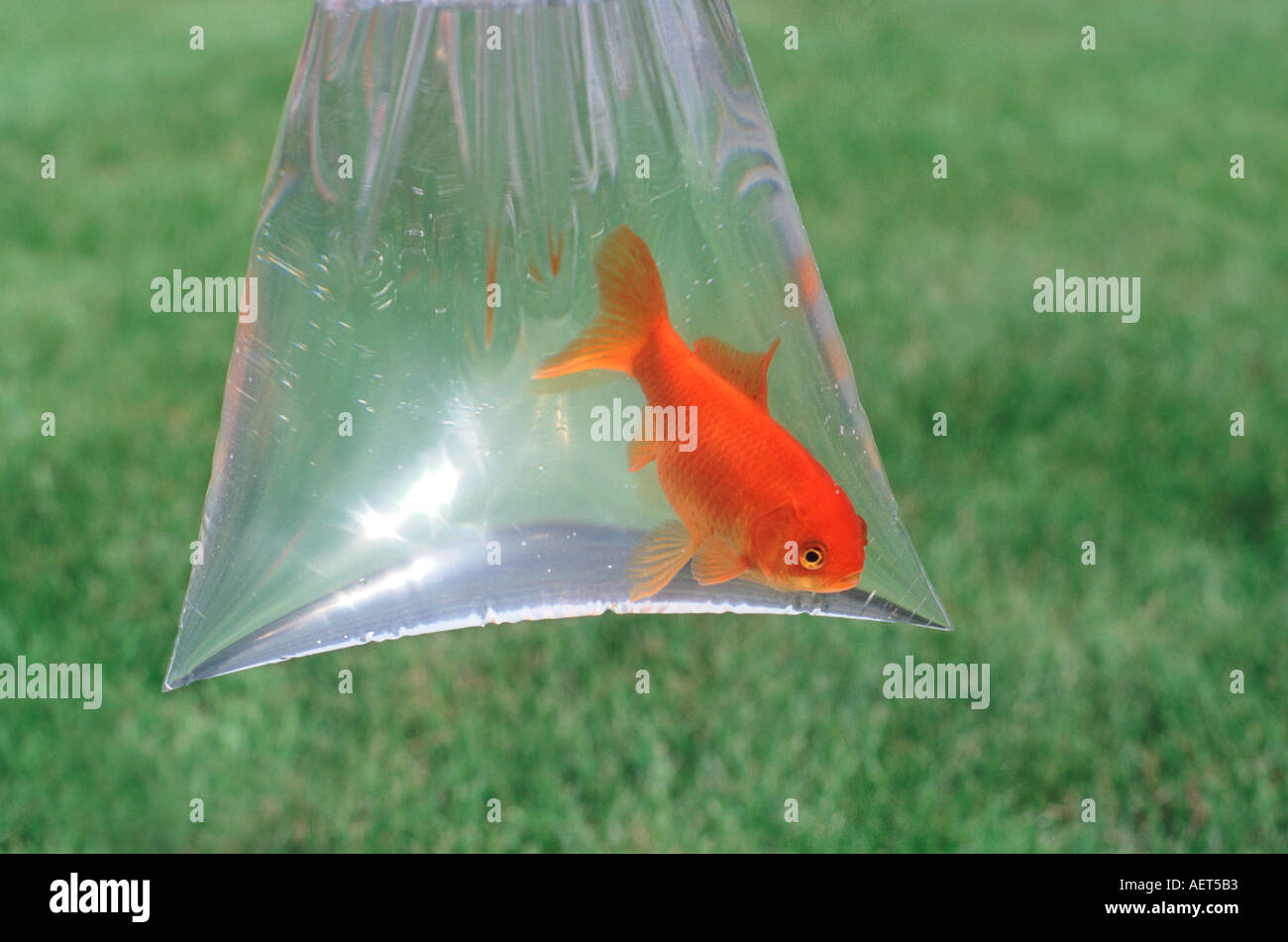 Goldfish in Plastic Bag Stock Photo Alamy