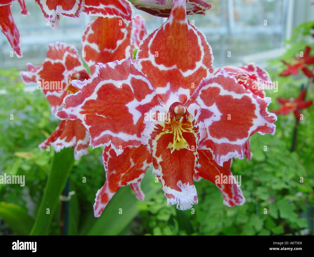 Orchid Odontioda Relton x Drumory Stock Photo