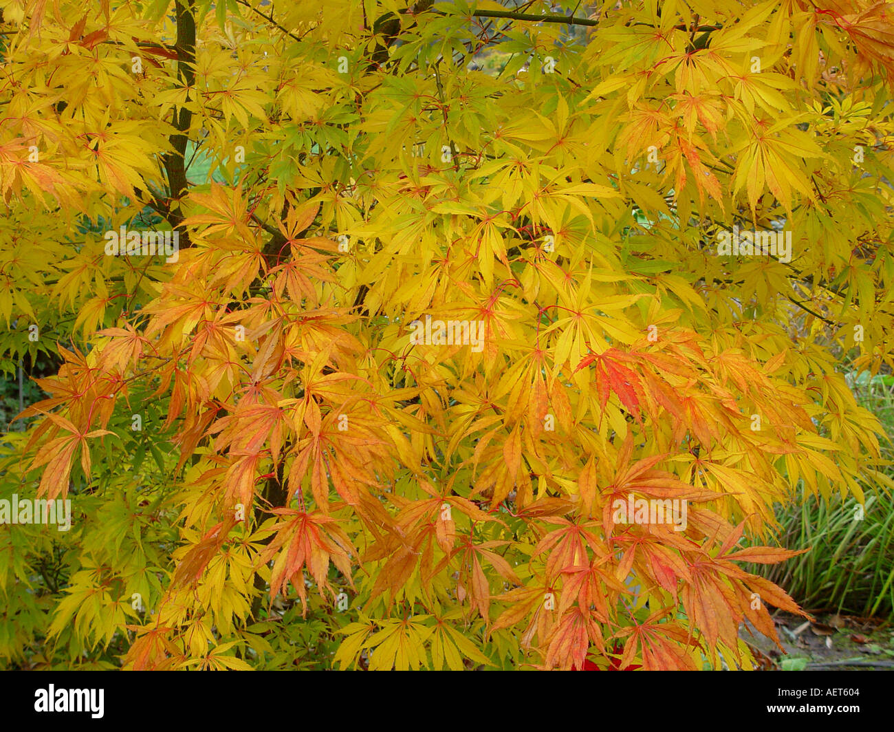 Maple Acer palmatum Elegans autumn foliage Stock Photo
