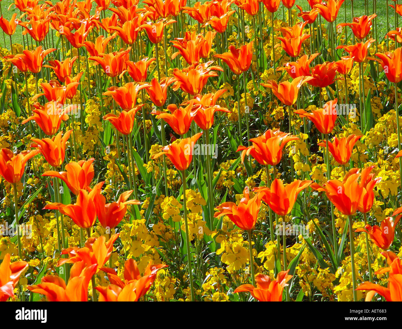 Tulipa Lily Flowered Orange with Erysimum Golden Bedder Bed of spring bedding annuals and bulbs Tulips and wallflowers Stock Photo