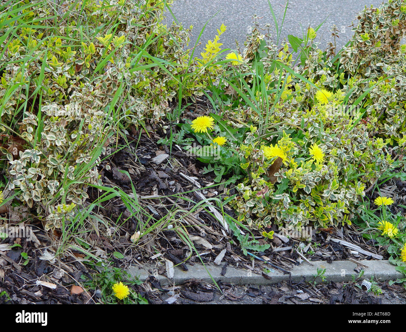 Bark mulch weed supressing not working The weeds have grown through the