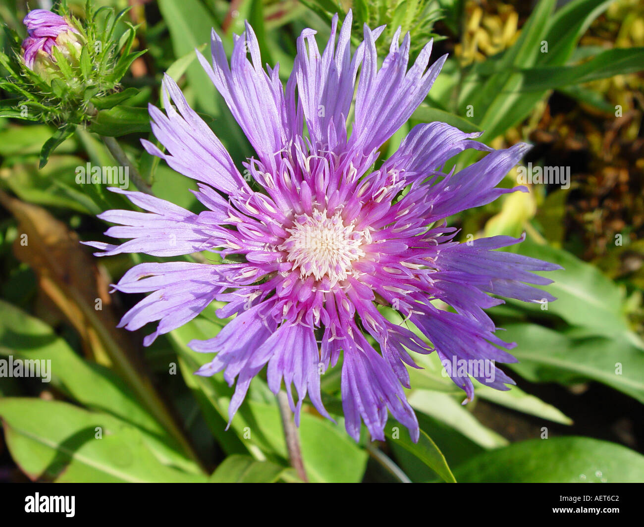 Stokesia Klaus Jelitto Late flowering garden perennial Stock Photo Alamy