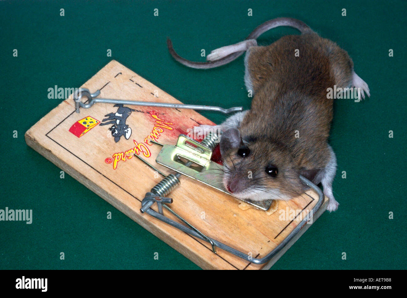 mouse caught in a mousetrap Stock Photo