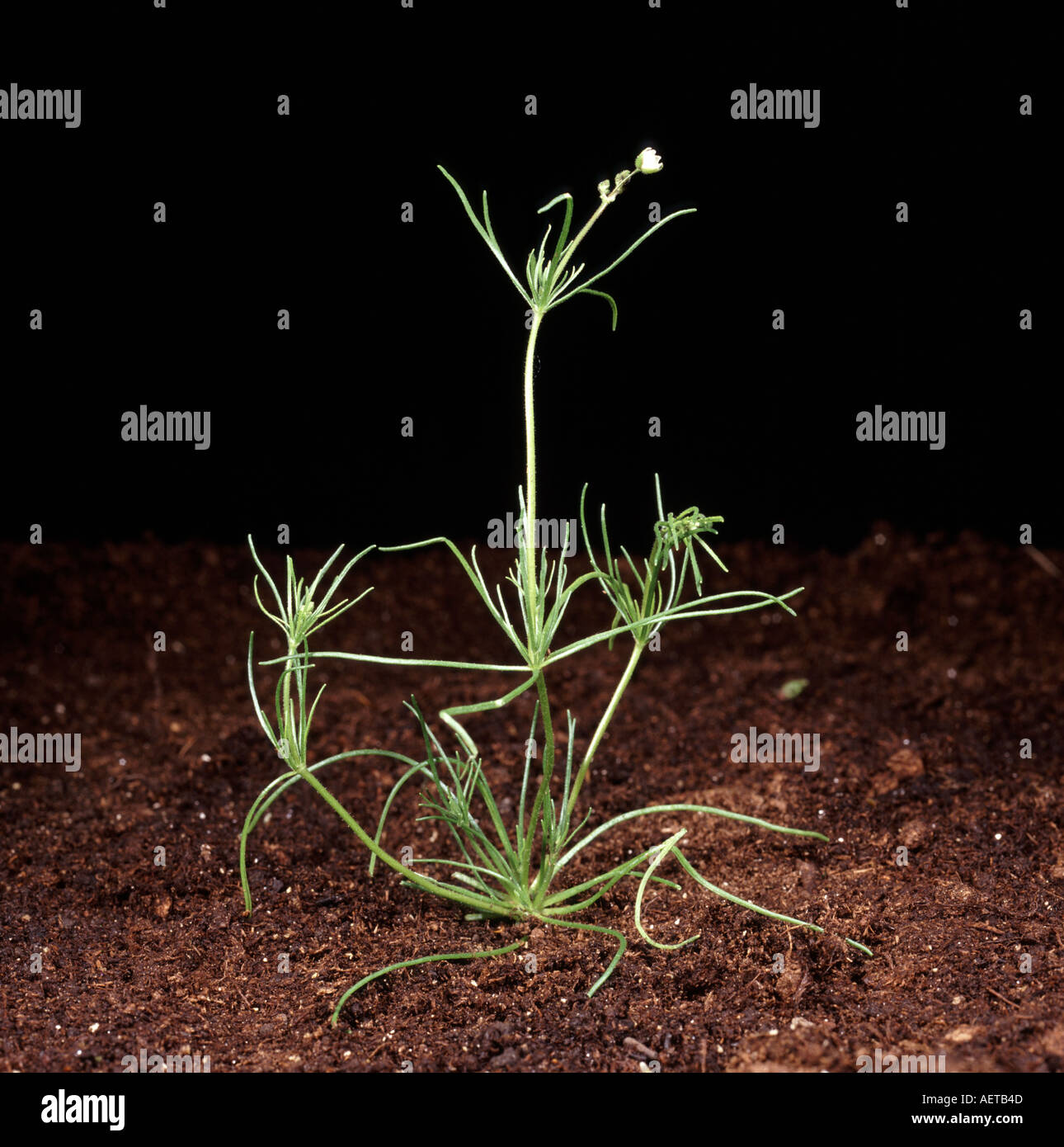 Seedling corn spurrey Spergula arvensis against studio soil background Stock Photo